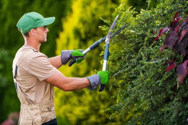 The Importance of Regular Pruning and Trimming in Garden Maintenance
